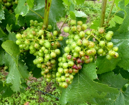 Orage de grêle - Champagne Vineyards - Hailstrorm